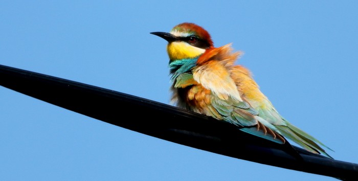 Bee-eater