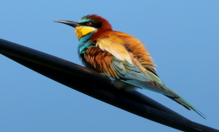 Bee-eater