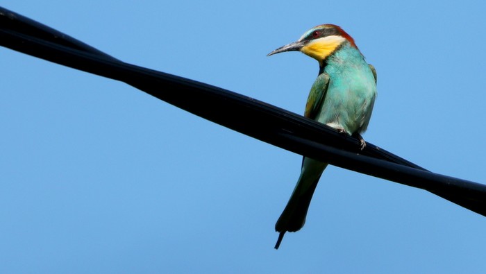 Bee-eater