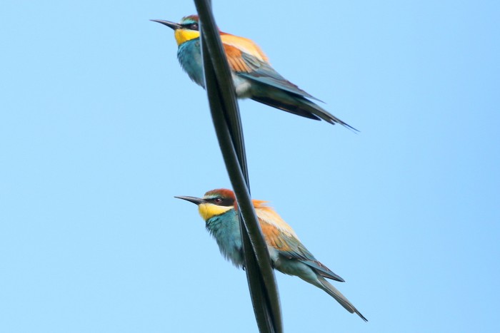Bee-eater