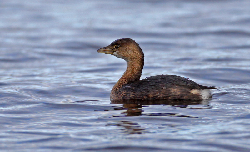 Pied-billed Grebe