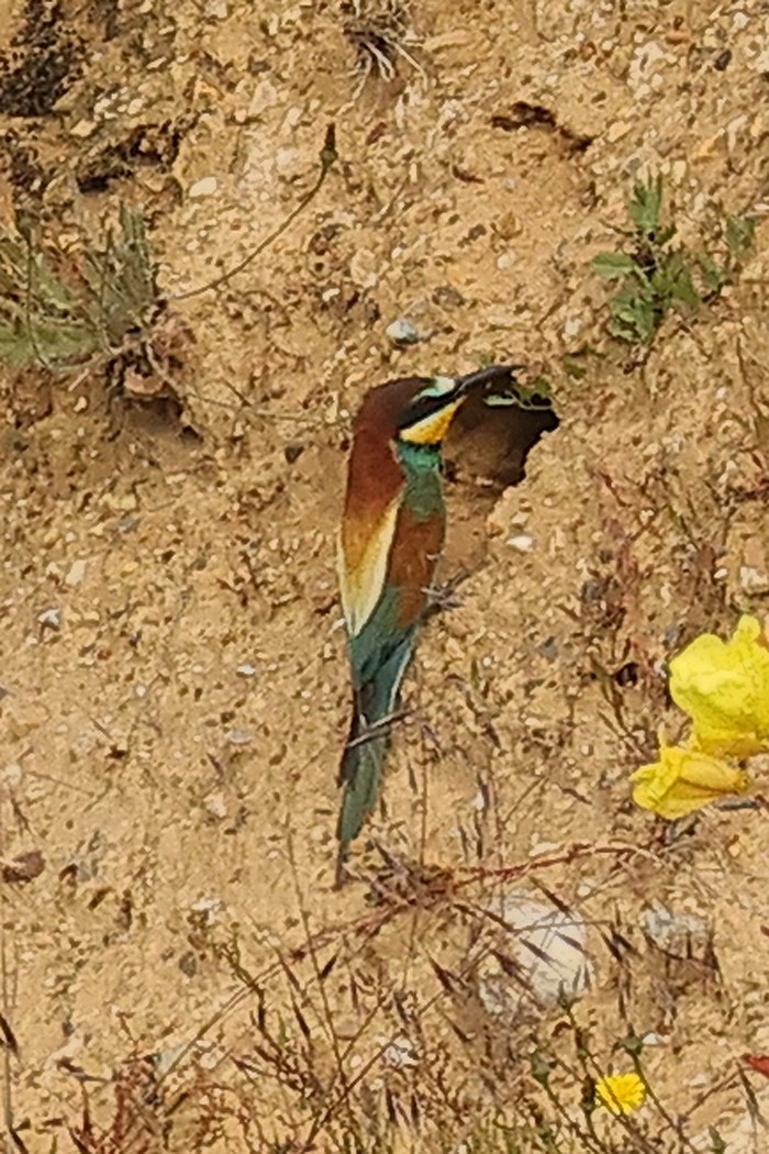 Bee-eater