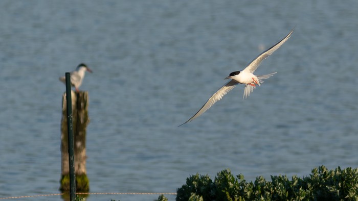 Roseate Tern
