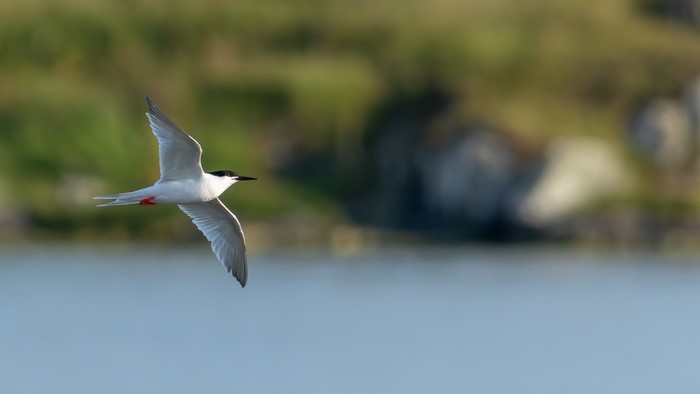 Roseate Tern