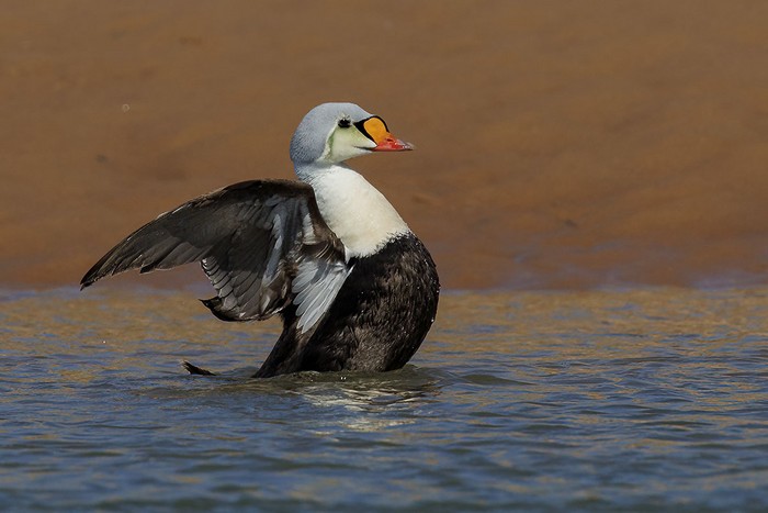 King Eider