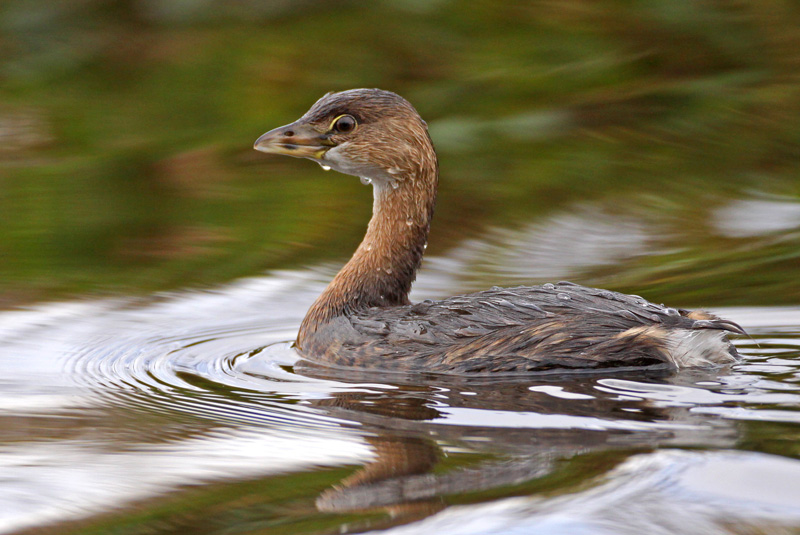 Pied-billed Grebe