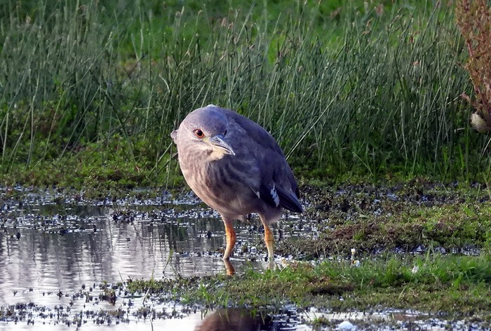Night Heron