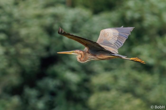 Purple Heron