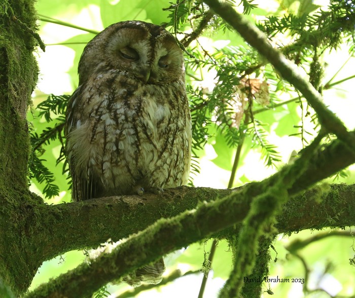 Tawny Owl 