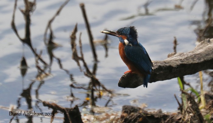 Kingfisher 