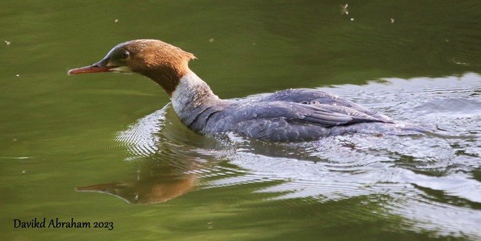 Goosander