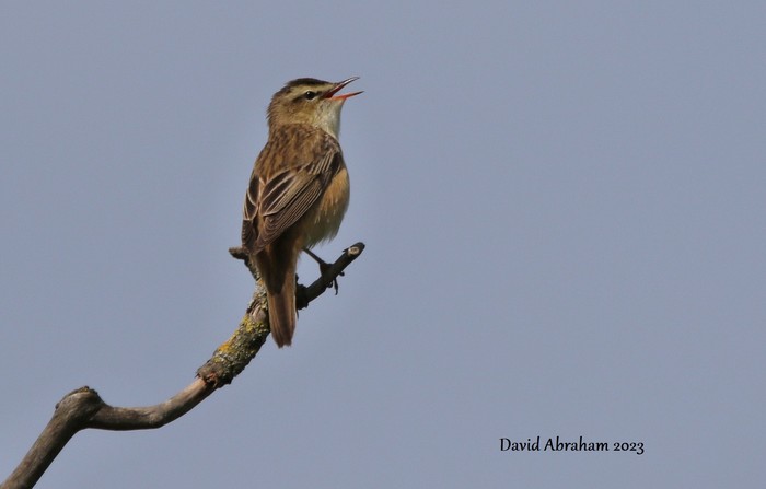 Sedge Warbler 