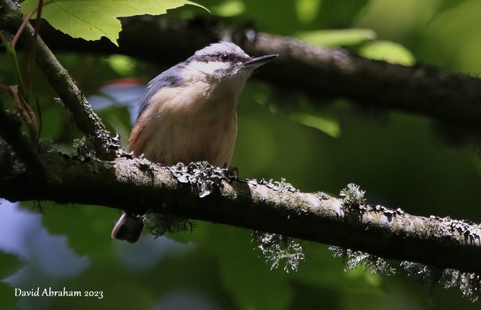 Nuthatch 