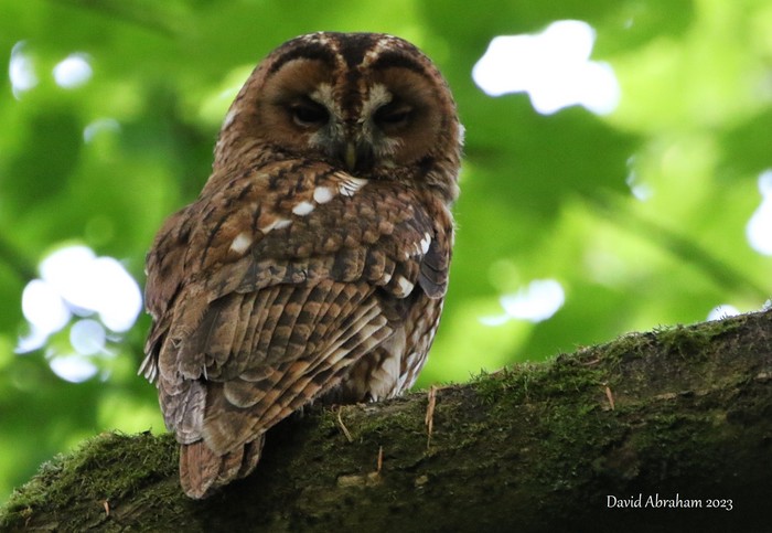 Tawny Owl 