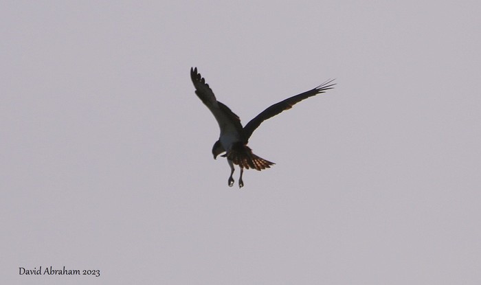 Osprey 