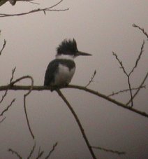 Belted Kingfisher
