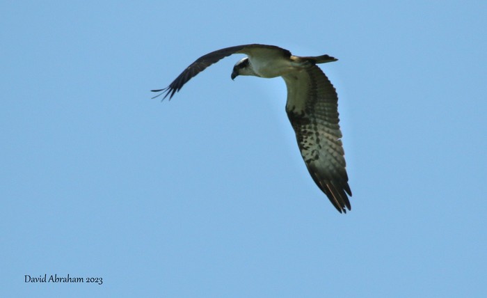 Osprey 
