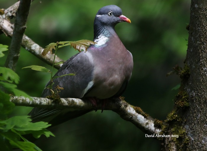 Woodpigeon