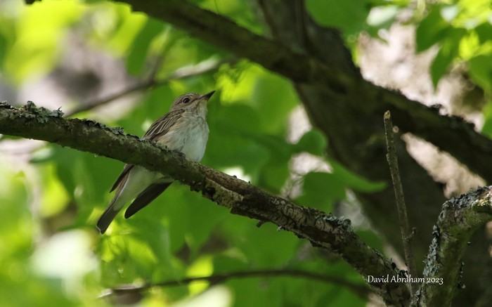Spotted Flycatcher 
