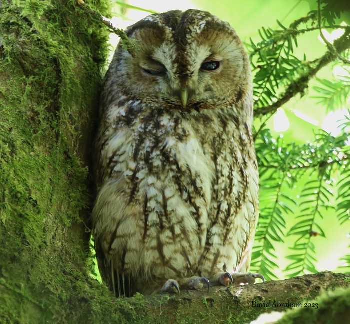 Tawny Owl 