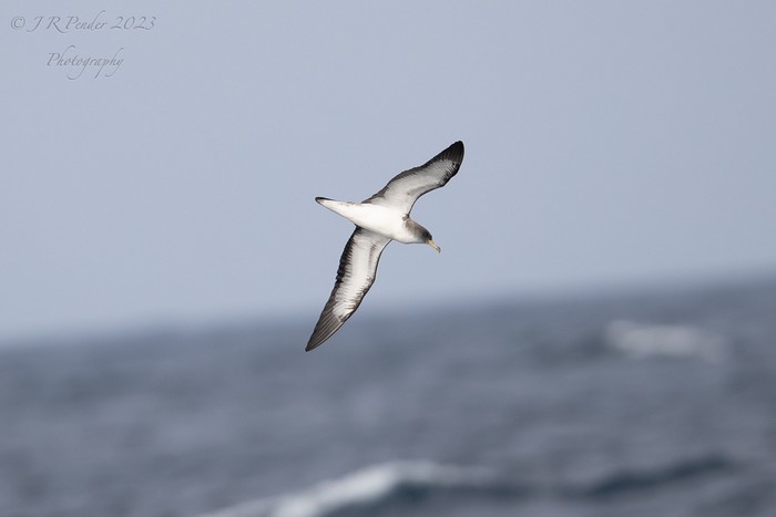 Cory's Shearwater