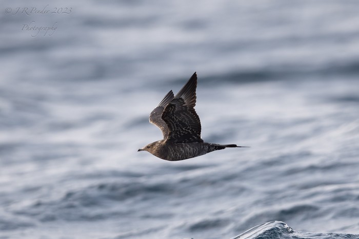 Arctic Skua