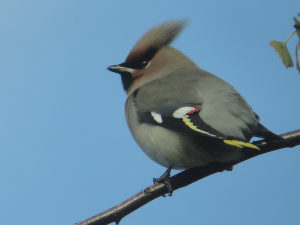Waxwing