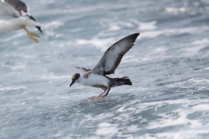 Great Shearwater