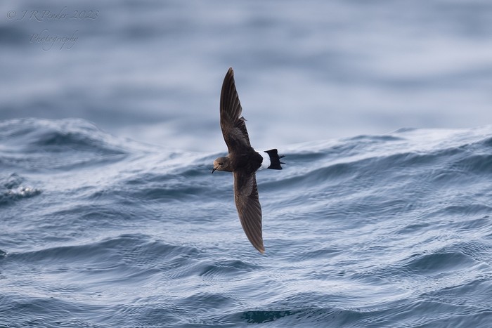 Wilson's Petrel