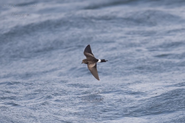 Wilson's Petrel