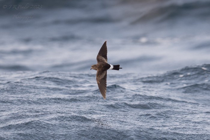 Wilson's Petrel