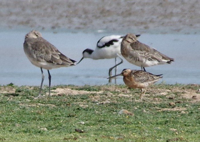 Long-billed Dowitcher