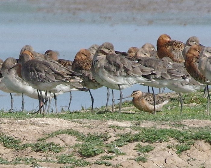 Long-billed Dowitcher
