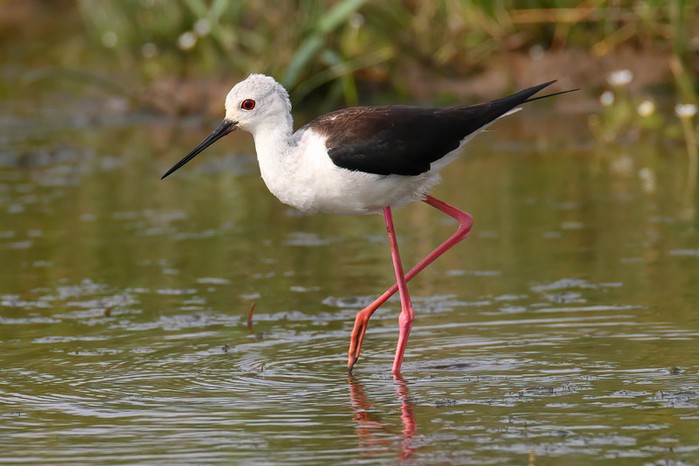 Black-winged Stilt