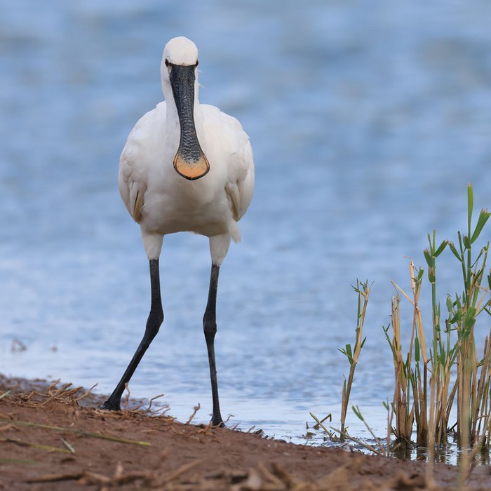 Spoonbill