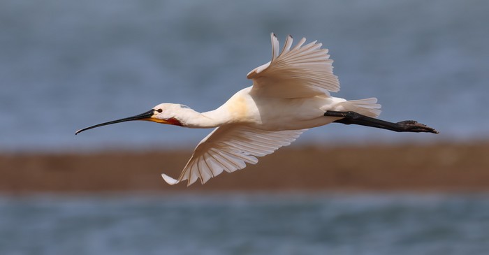 Spoonbill