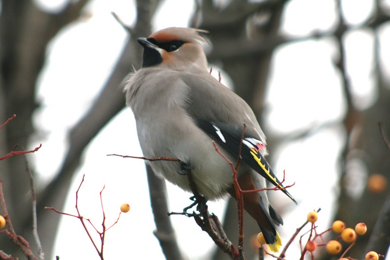 Waxwing