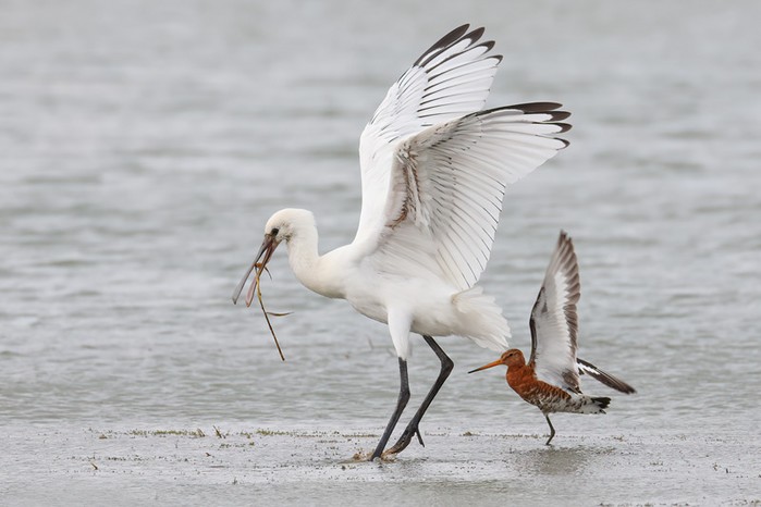 Spoonbill