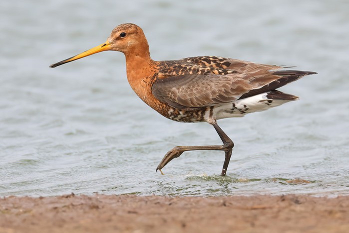 Black-tailed Godwit
