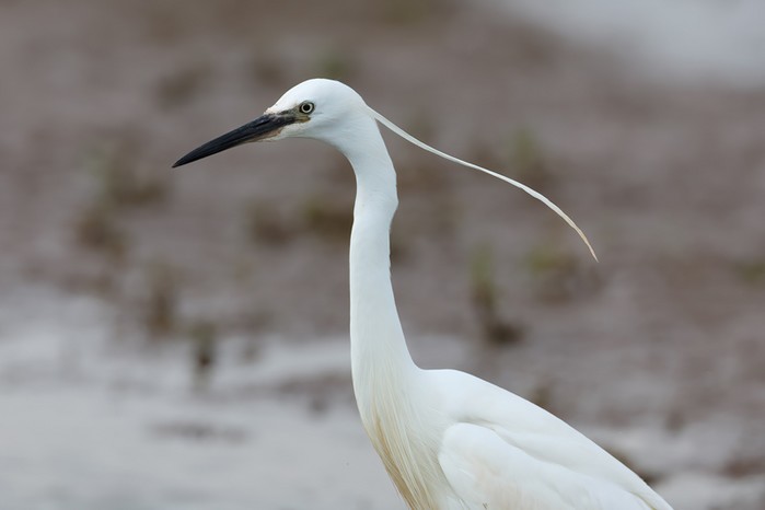 Little Egret