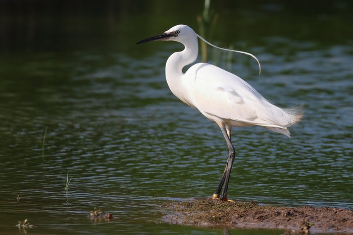 Little Egret