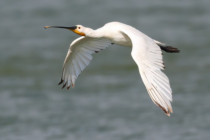 Spoonbill