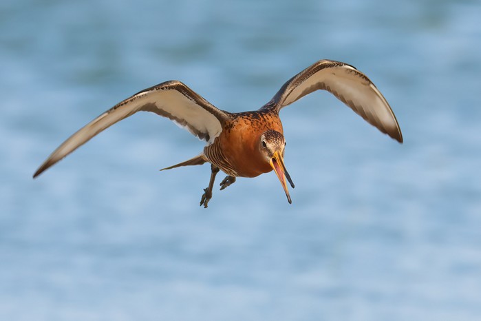Black-tailed Godwit