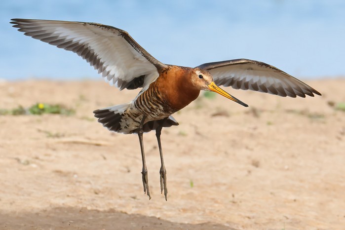 Black-tailed Godwit