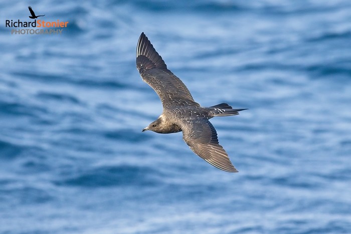 Arctic Skua