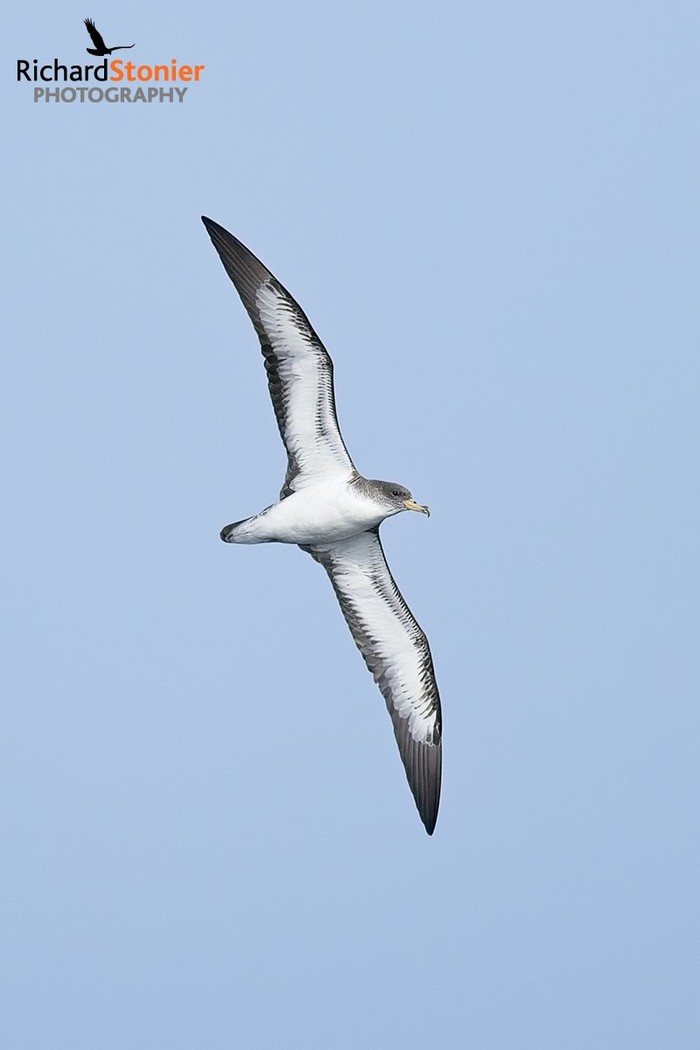 Cory's Shearwater