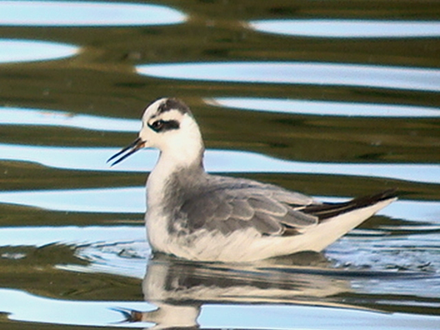 Grey Phalarope