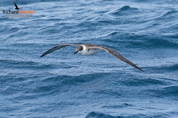 Great Shearwater
