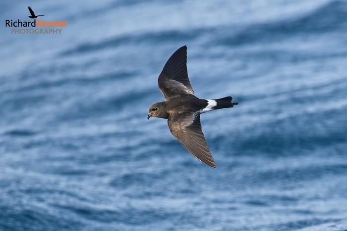 Wilson's Petrel