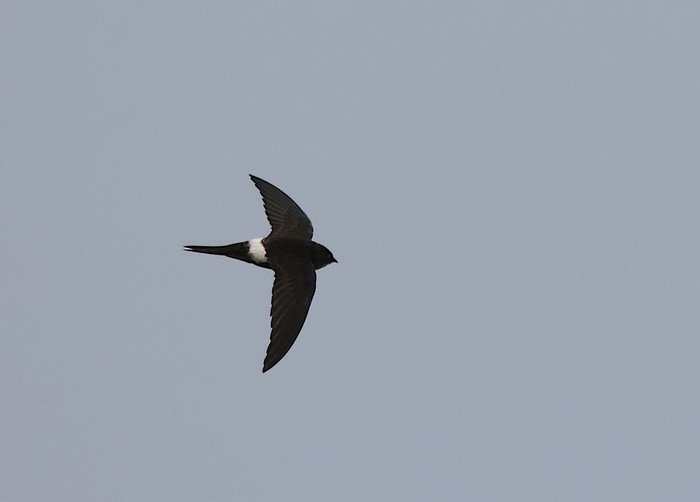Pacific Swift